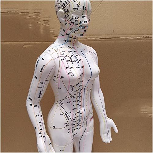 Модел акупунктурной точки на човека ZMX - Модел Акупунктурной точки на човешкото тяло с ясна надпис 58 cm във формат HD - Ръка може да се завърта - за показване на Меридиа?