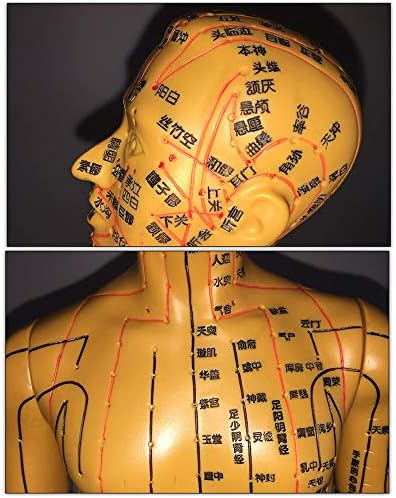 Мъжки модел За акупунктура KH66ZKY - Модел за акупунктура човек - Модел за Обучение на акупунктура Меридиани на Човешкото тяло, Едър шрифт, 50 см / на 19.6 инча
