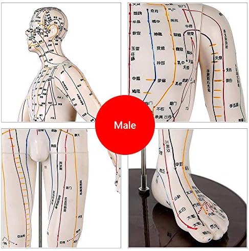 Модел Акупунктура LEMITA за мъже и Жени - Модел Акупунктура Ръцете, Краката, Ушите на Китайската Медицина с Акупунктурной точка за изучаване на Акупунктура в Меридиан?