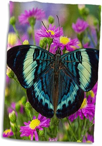3 Хвърли пеперуда за красота Procilla, Panacea procilla - Кърпи (twl-228329-3)
