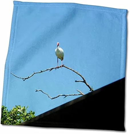 3dRose Florene Birds - Бял Ибис, на фона на Синьо небе - Кърпи (twl-48200-1)