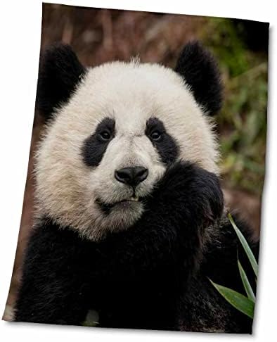 3дРоуз, Китай, на база на Панди в Ченгду. В едър план млад гигантска панда. - Кърпи (twl-247290-3)