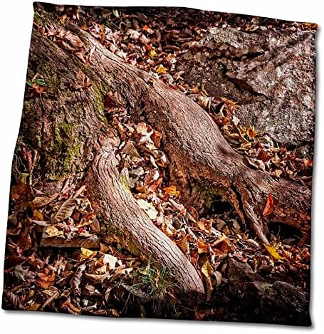Сезон фотография 3dRose Boehm Есен - Есента на ствола на едно дърво и Камък - Кърпи (twl-172053-3)